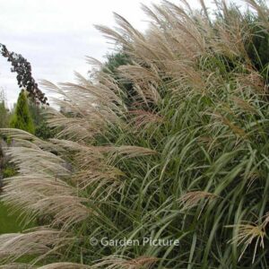 Miscanthus sinensis 'Silberfeder'