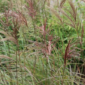 Miscanthus sinensis 'Sioux'
