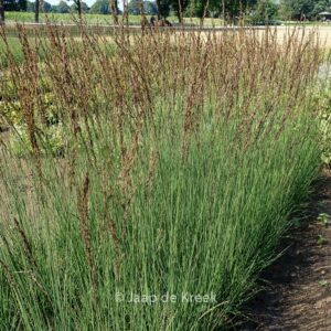 Molinia caerulea 'JS Aha Erlebnis'