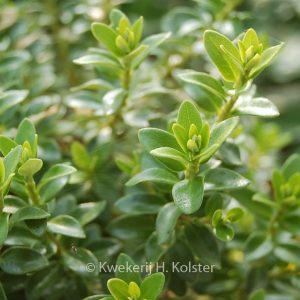 Olearia nummulariifolia 'Rifnik'
