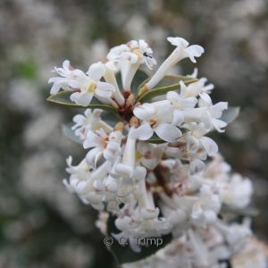 Osmanthus delavayi 'Latifolius'