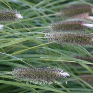 Pennisetum alopecuroides 'Magic'