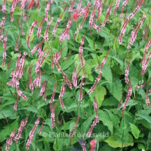 Persicaria amplexicaulis 'Fascination'