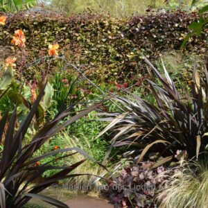 Phormium 'Dark Delight'
