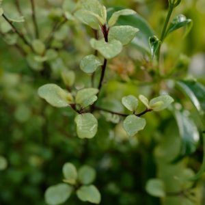 Pittosporum tenuifolium 'Cratus'