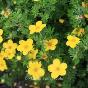 Potentilla fruticosa 'Klondike'