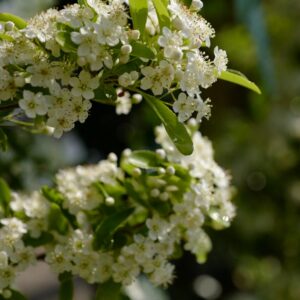 Pyracantha 'Cadange' (SAPHYR ORANGE)