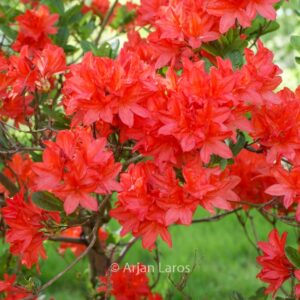 Rhododendron 'Koster's Brilliant Red' (Azalea