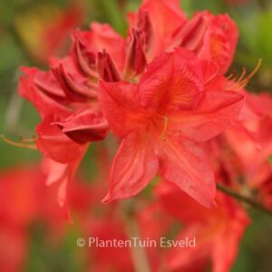 Rhododendron 'Marconi' (Azalea)