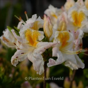 Rhododendron 'Moeve' (Azalea)