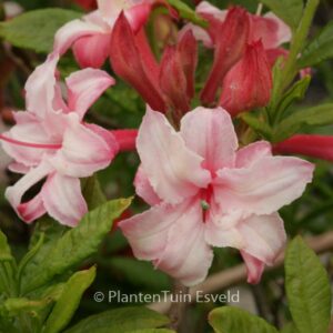 Rhododendron 'Quentin Metsys' (Azalea)