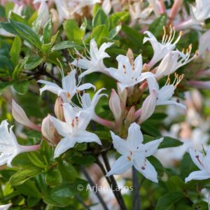 Rhododendron viscosum