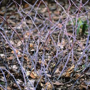 Rubus peltatus