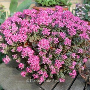 Sedum cyaneum 'Rosenteppich'
