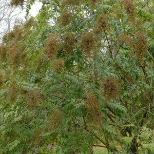 Sorbaria sorbifolia