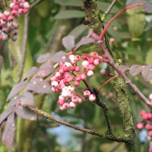 Sorbus pseudohupehensis