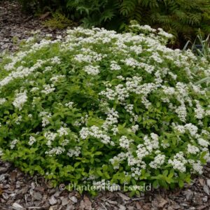 Spiraea decumbens