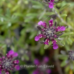 Teucrium ackermerum