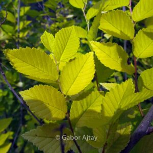Ulmus pumila 'Aurea' (BEIJING GOLD)