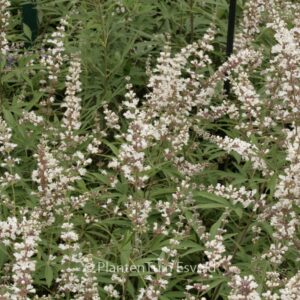 Vitex agnus-castus 'Albus'