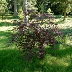 Acer palmatum 'Andras 1'