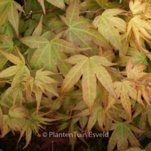 Acer palmatum 'Aoba-joh'