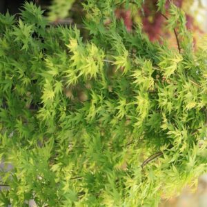 Acer palmatum 'Ryu-sei'