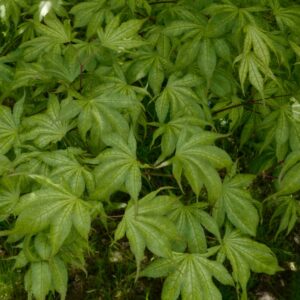 Acer palmatum 'Shigitatsu-sawa'