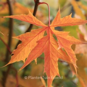 Acer platanoides 'Charles Joly'