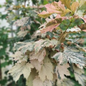 Acer pseudoplatanus 'Mercedes'