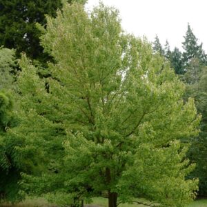 Acer pycnanthum