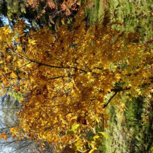 Acer tsinglingense 'Gimborn's Fire'