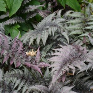 Athyrium niponicum 'Burgundy Lace'