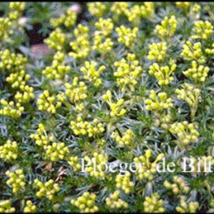 Azorella trifurcata 'Nana'