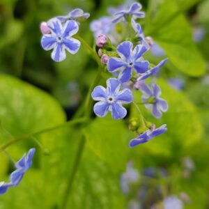Brunnera macrophylla 'Silver Star'