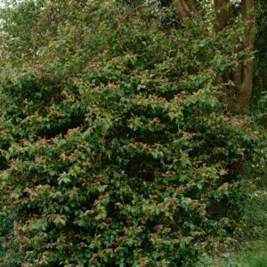Camellia 'Fragrant Pink'