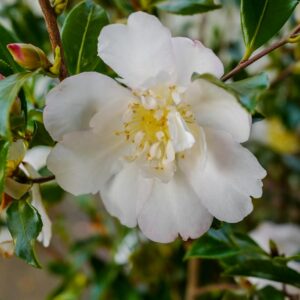 Camellia sasanqua 'Duffy Alan'