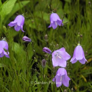 Campanula rotundifolia 'Olympica'