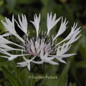 Centaurea montana 'Alba'