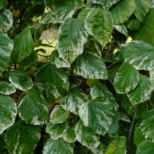 Cercis canadensis 'Alley Cat'