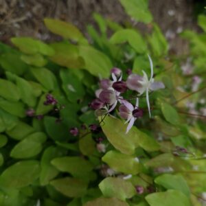 Epimedium youngianum 'Roseum'