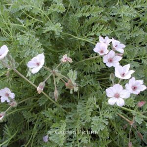 Erodium absinthoides armenum