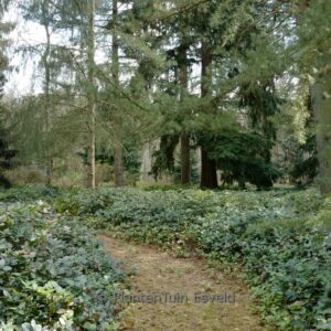 Gaultheria shallon