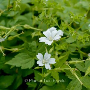 Geranium nodosum 'Wreighburn House White'