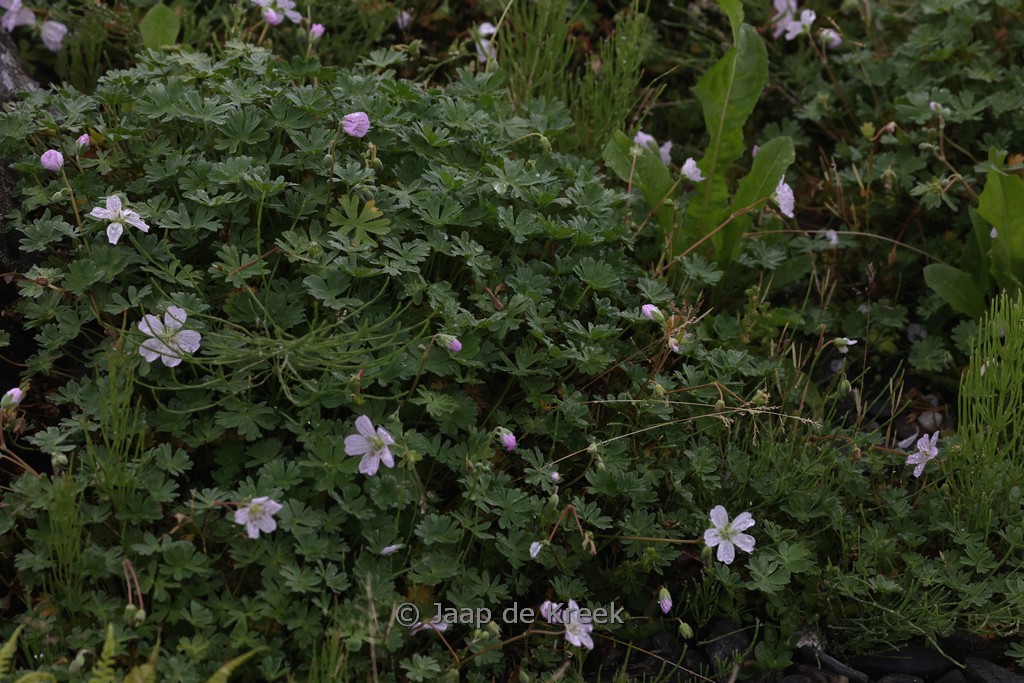 Geranium sanguineum 'Nanum'