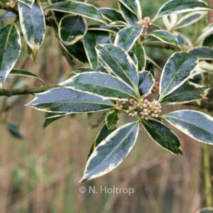 Ilex aquifolium 'Bokrijk'