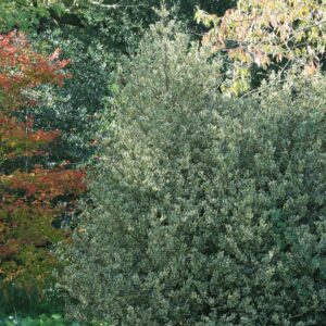 Ilex aquifolium 'Ferox Aurea'