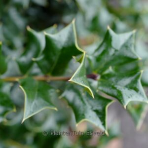Ilex cornuta 'Mercury'