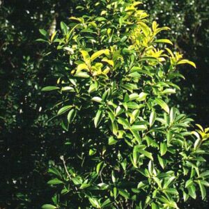 Ilex crenata fukusawana