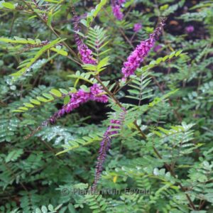 Indigofera 'Claret Cascade'